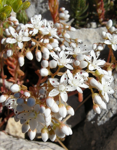 Sedum album